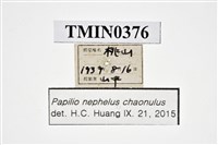 Papilio nephelus chaonulus Collection Image, Figure 4, Total 4 Figures